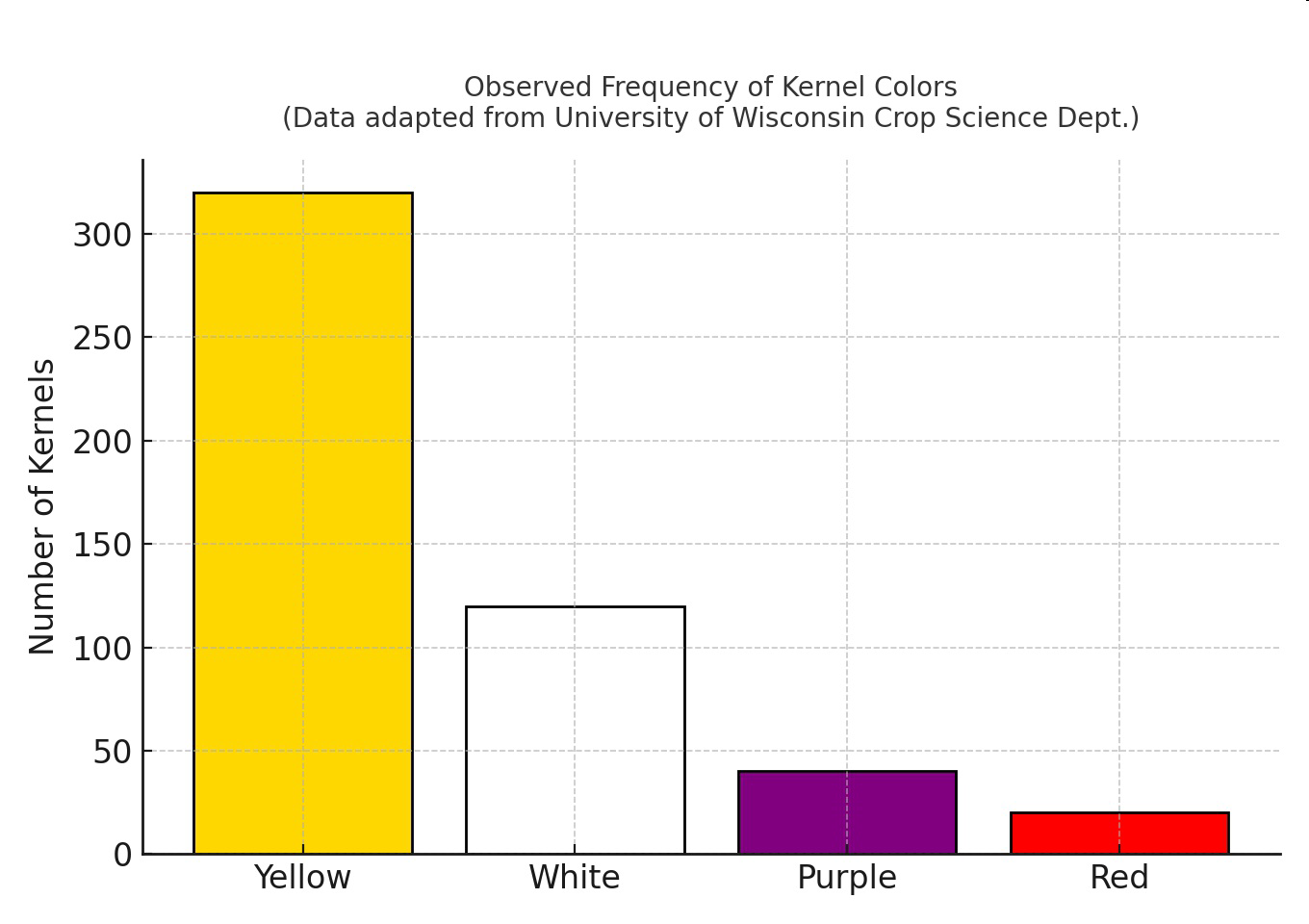 Bar graph of observed frequency of kernel colors showing counts for yellow, white, purple, and red kernels.