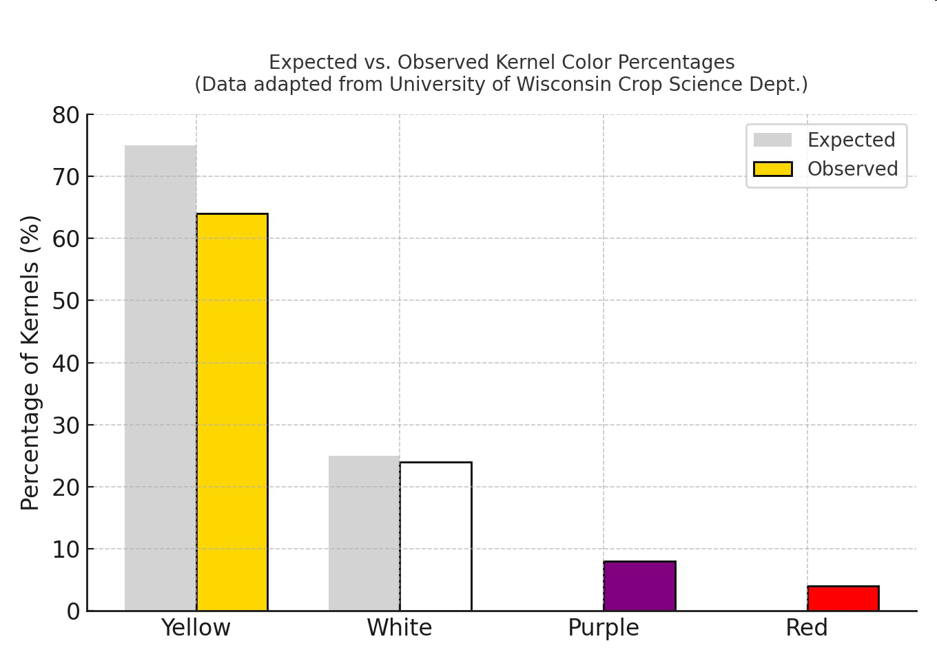 Bar graph titled 'Expected vs. Observed Kernel Color Percentages (Data adapted from University of Wisconsin Crop Science Dept.)' showing expected and observed percentages of yellow, white, purple and red kernels.