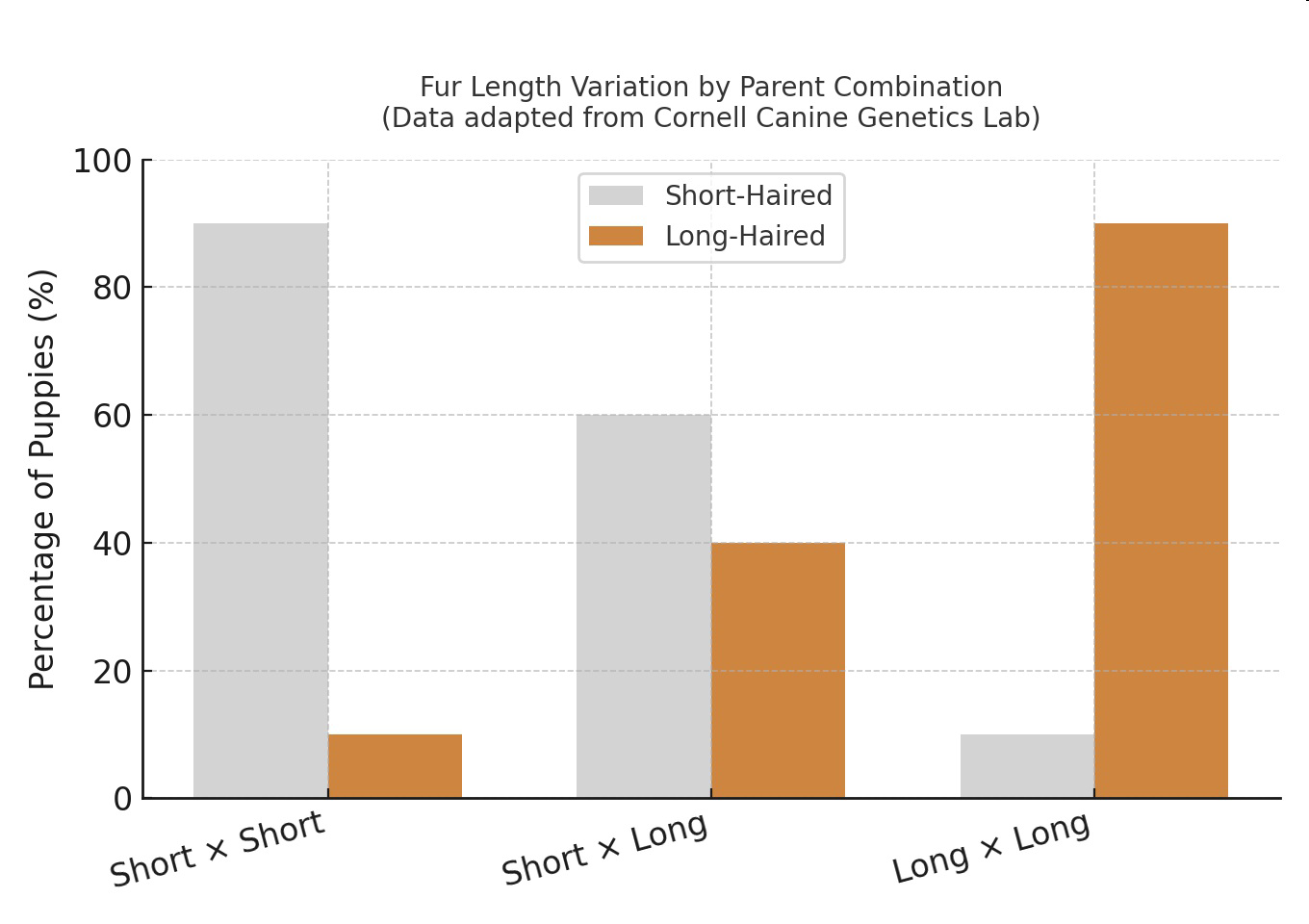 Bar graph titled 'Fur Length Variation by Parent Combination (Data adapted from Cornell Canine Genetics Lab)' showing percentages of short-haired and long-haired puppies for parent combinations Short × Short, Short × Long, and Long × Long.
