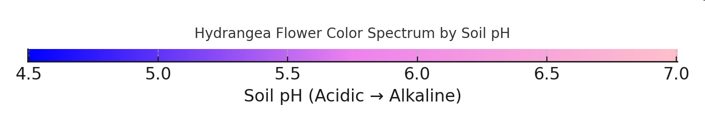 Hydrangea Flower Color Spectrum by Soil pH bar