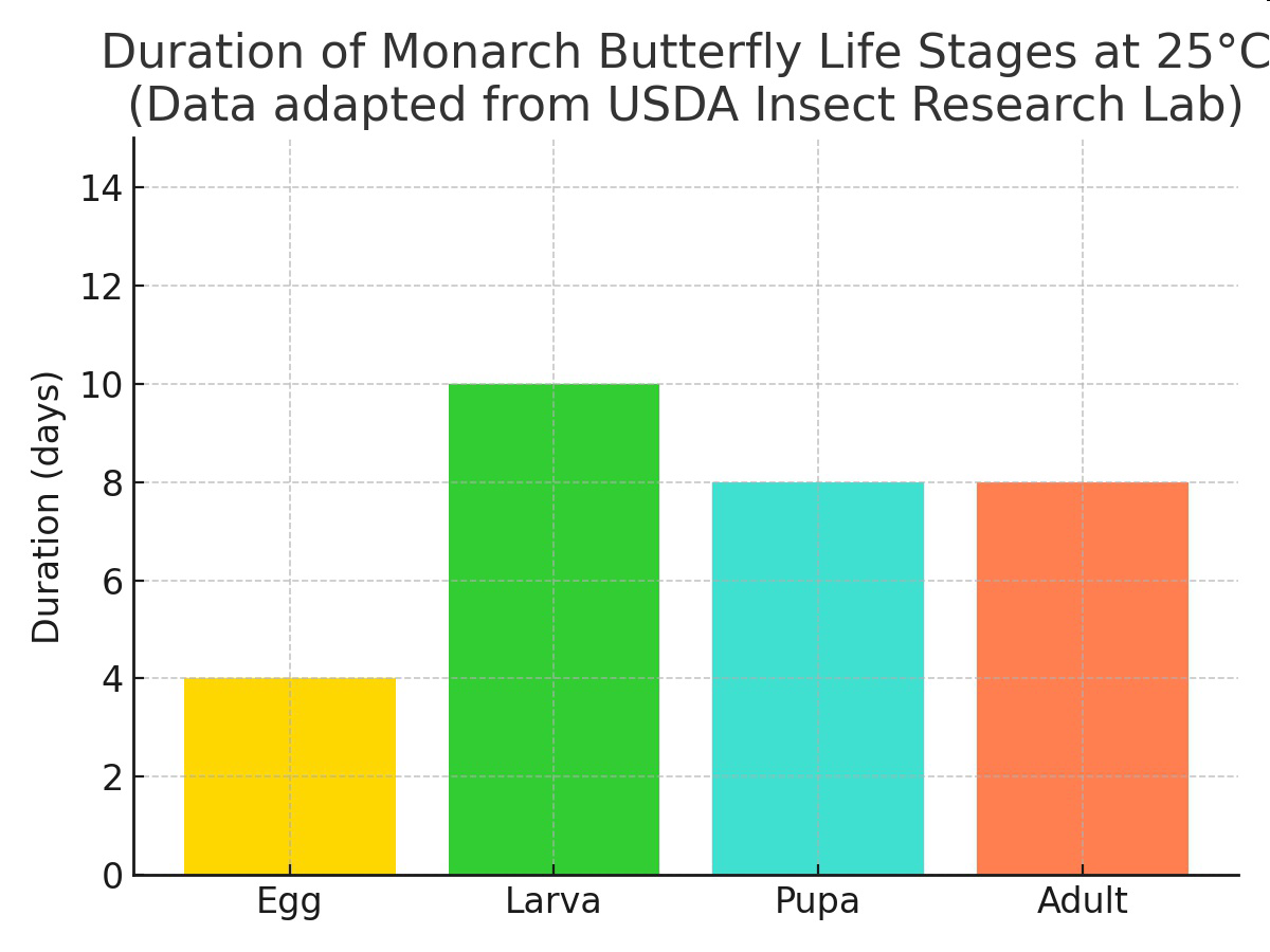 Durations of Monarch butterfly life stages at 25 degrees Celsius