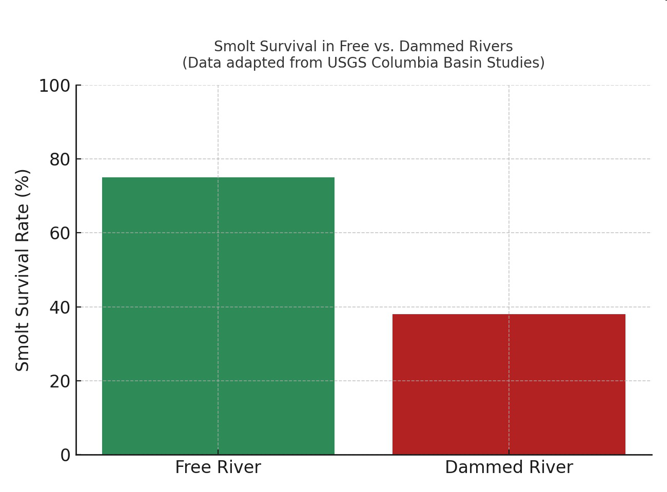 Bar graph showing smolt survival in free versus dammed rivers