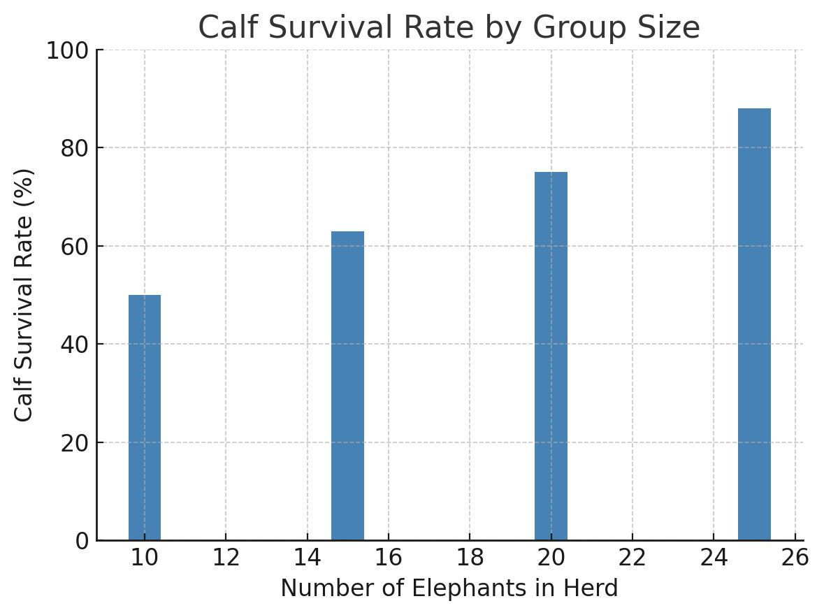 Bar graph titled Calf Survival Rate by Group Size. X-axis: Number of Elephants in Herd (10, 15, 20, 25). Y-axis: Calf Survival Rate (%), values approximately 50, 63, 75, 88 percent.