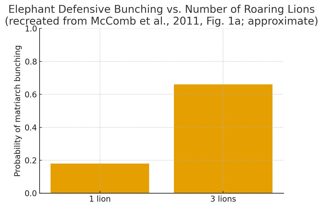 Bar graph titled Elephant Defensive Bunching vs. Number of Roaring Lions (recreated from McComb et al., 2011, Fig. 1a; approximate). X-axis: 1 lion, 3 lions. Y-axis: Probability of matriarch bunching, approximately 0.18 for 1 lion and 0.67 for 3 lions.