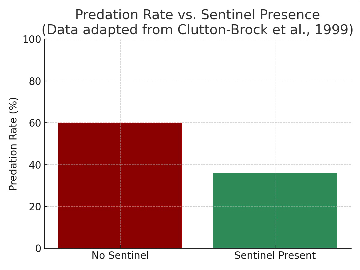 Bar graph showing predation rate with and without a sentinel present.