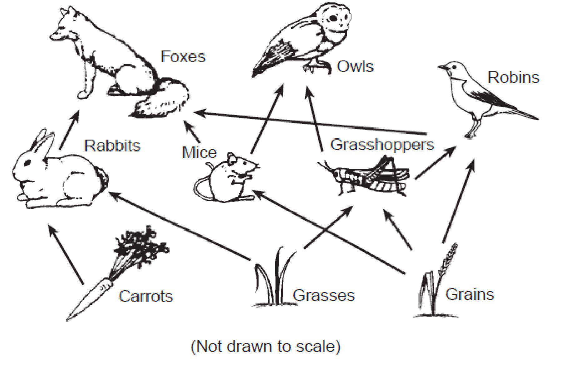 Diagram of a food web showing foxes, owls, robins, rabbits, mice, grasshoppers, carrots, grasses, and grains connected by arrows.