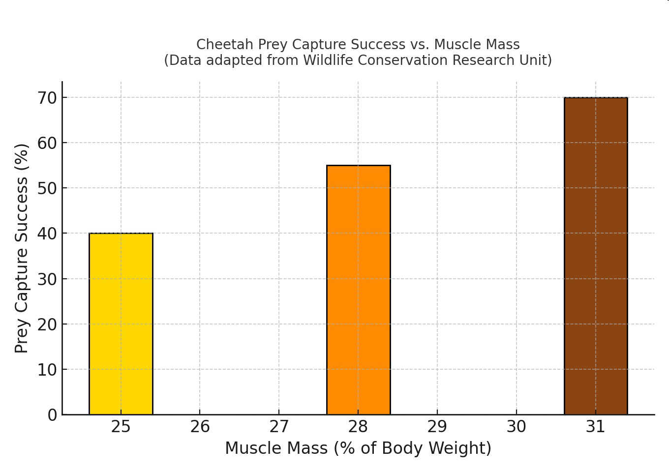Graph of cheetah prey capture success vs. muscle mass
