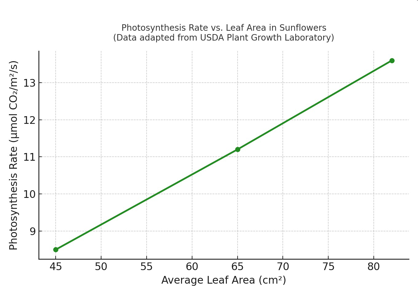 Graph titled 'Photosynthesis Rate vs. Leaf Area in Sunflowers (Data adapted from USDA Plant Growth Laboratory)' showing photosynthesis rate in µmol CO₂/m²/s versus average leaf area in cm².