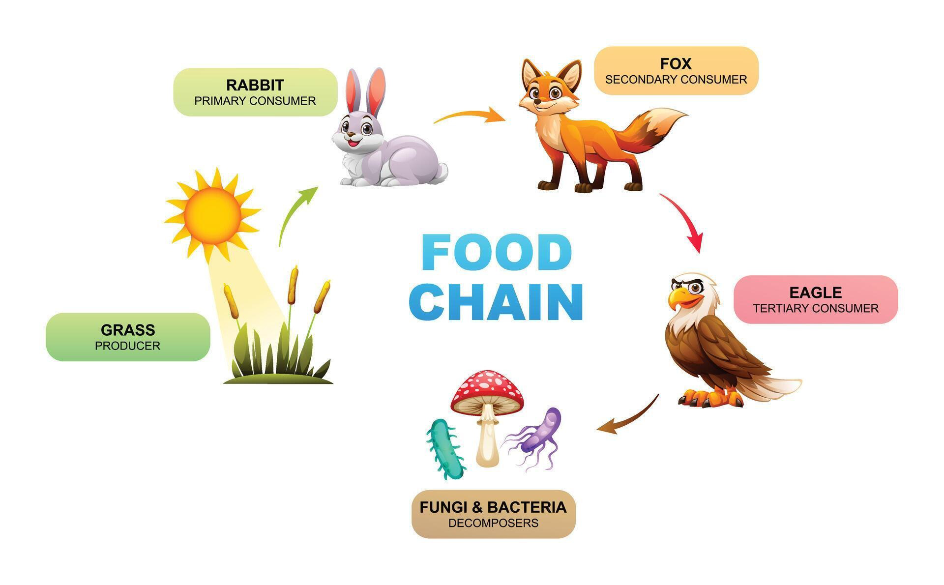 Food chain diagram showing grass as producer, rabbit as primary consumer, fox as secondary consumer, eagle as tertiary consumer, and fungi and bacteria as decomposers.