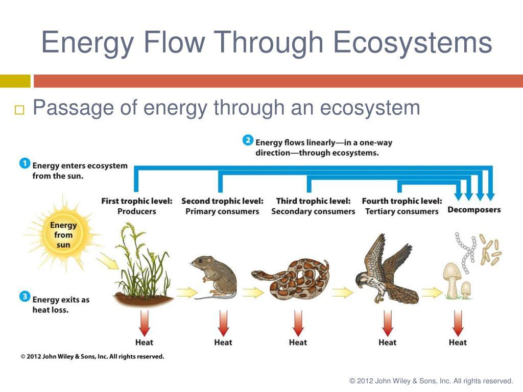 Diagram showing energy flow through ecosystems with trophic levels from producers to decomposers and heat loss at each level.