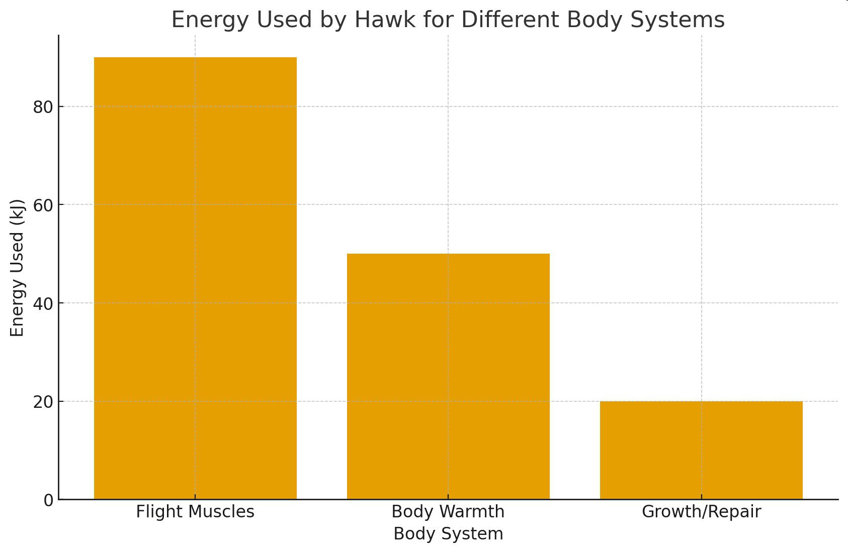 Energy Used by Hawk for Different Body Systems graph