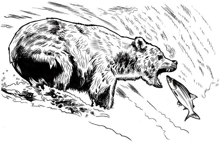Bear catching a salmon in a river