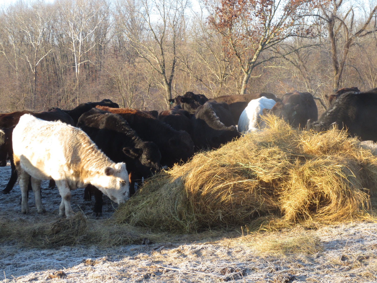 null Cows eating hay in a snowy field