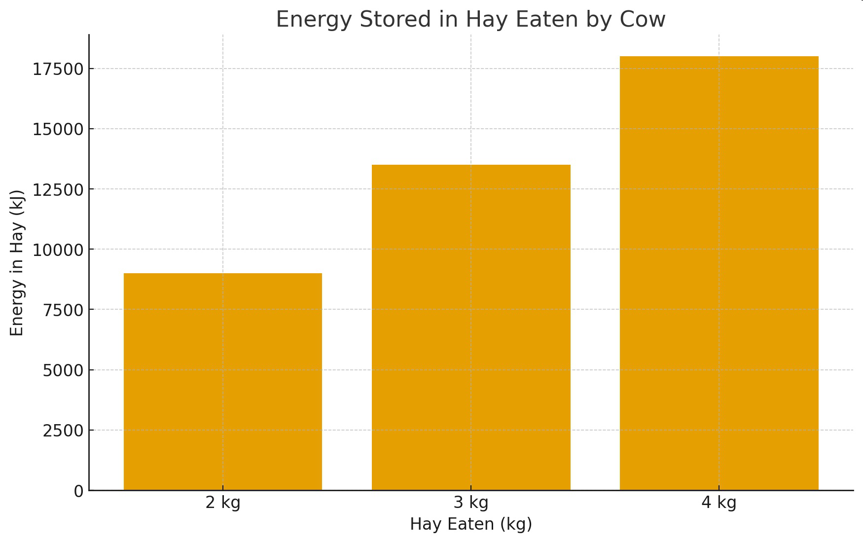 null Bar graph of energy stored in hay eaten by cow for 2 kg, 3 kg, and 4 kg of hay.