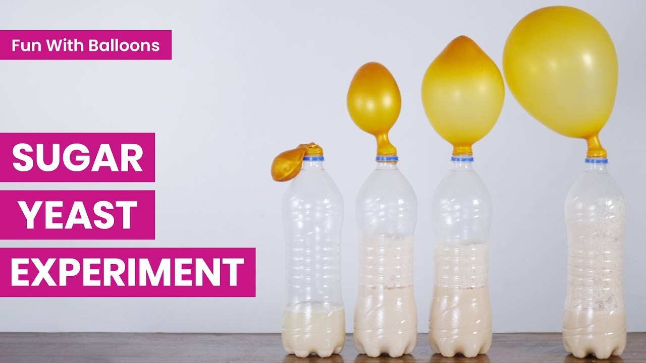 null Sugar yeast experiment with balloons attached to bottles