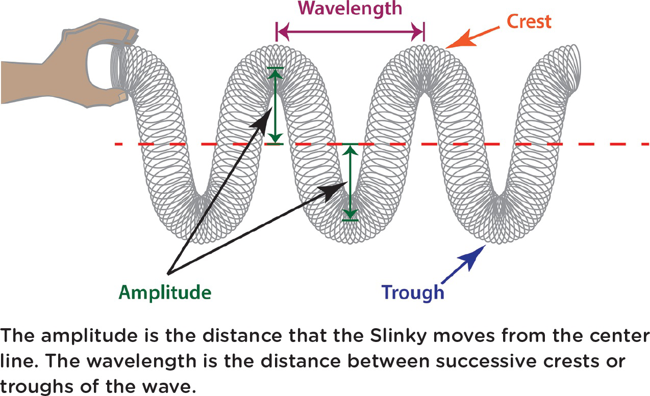 Slinky diagram showing amplitude, wavelength, crest, and trough of a wave.