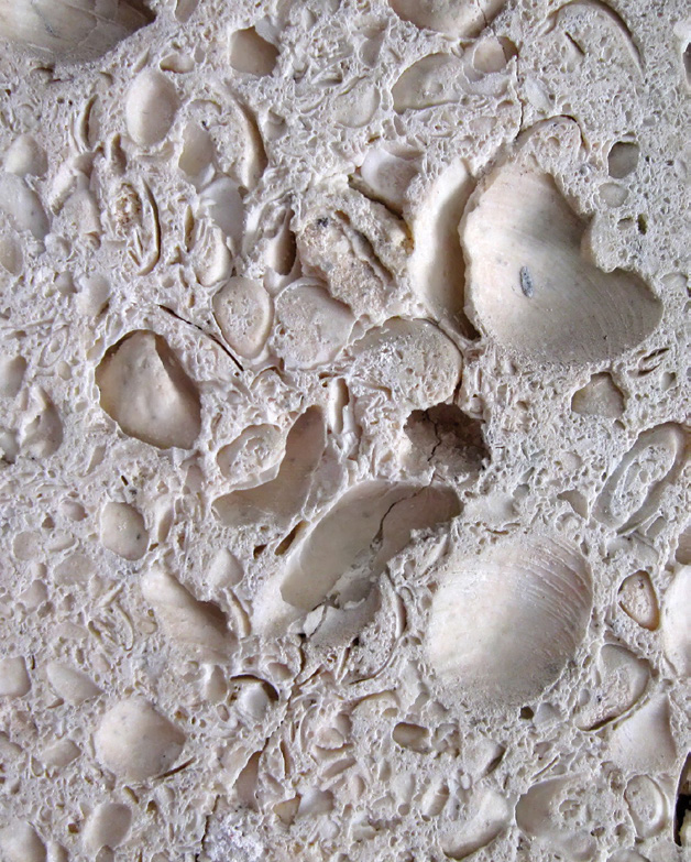 Photograph of the sedimentary rock coquina, showing many visible shell fragments.