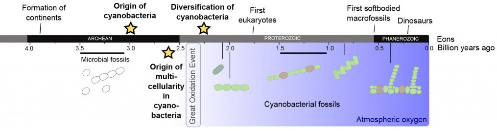 Timeline showing formation of continents, origin and diversification of cyanobacteria, first eukaryotes, first soft-bodied macrofossils, and dinosaurs, along with microbial and cyanobacterial fossils and atmospheric oxygen through eons.