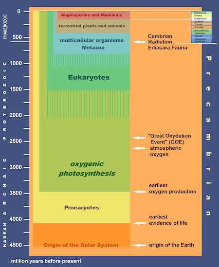 Evolution of life from Precambrian to Phanerozoic