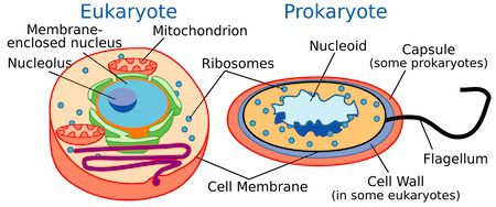 Simplified comparison diagram of a eukaryotic cell and a prokaryotic cell