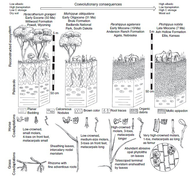An example of coevolution between grasses and grazers illustrated with paleosols and fossil horses.
