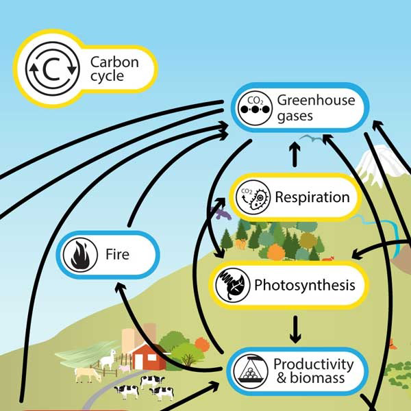 Diagram illustrating the carbon cycle including greenhouse gases, respiration, photosynthesis, productivity and biomass, and fire.