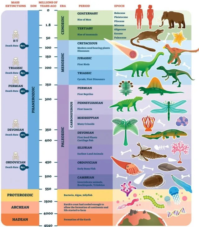 Illustrated geologic time scale showing eons, eras, periods, and representative organisms.