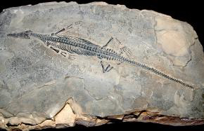 Fossil of Mesosaurus