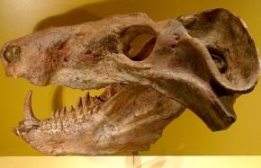 Fossil of Cynognathus