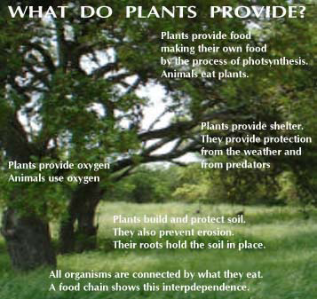 What do plants provide?