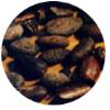 Cocoa beans