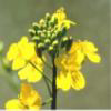 Canola plant