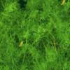 Seaweed