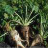 Sugar beets
