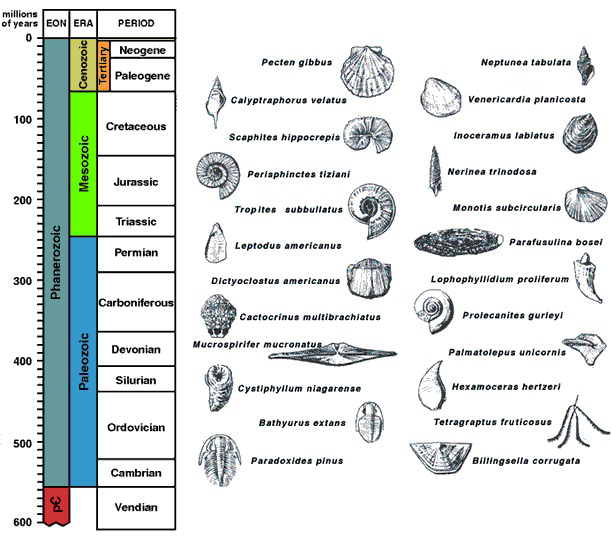 Chart of geologic time scale with images and names of various index fossils