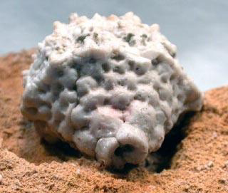 Fossil of Cactocrinus multibrachiatus