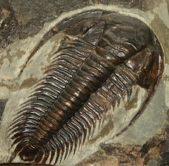 Fossil of Paradoxidea pinus