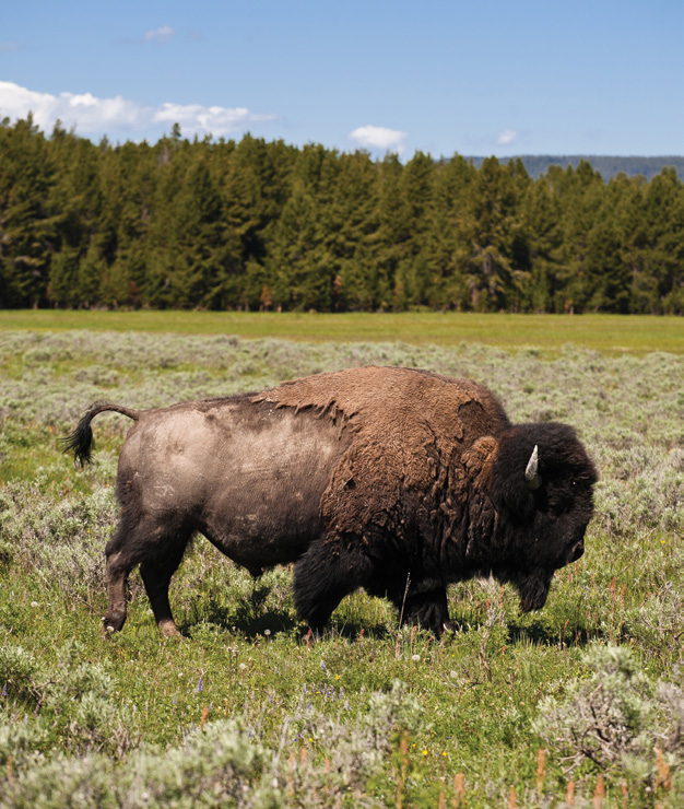 A buffalo standing in a grassy field.