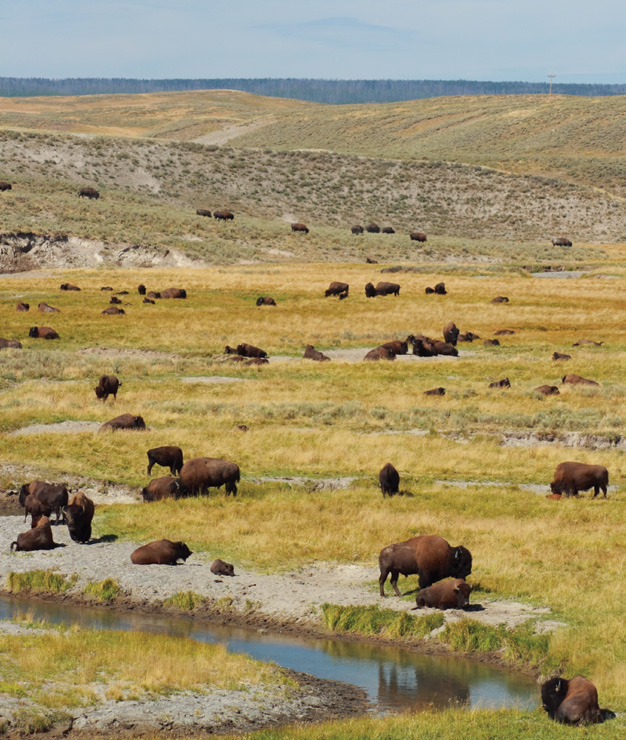 Buffalo grazing on the plains near a small stream