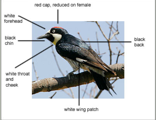 Labeled diagram of an acorn woodpecker