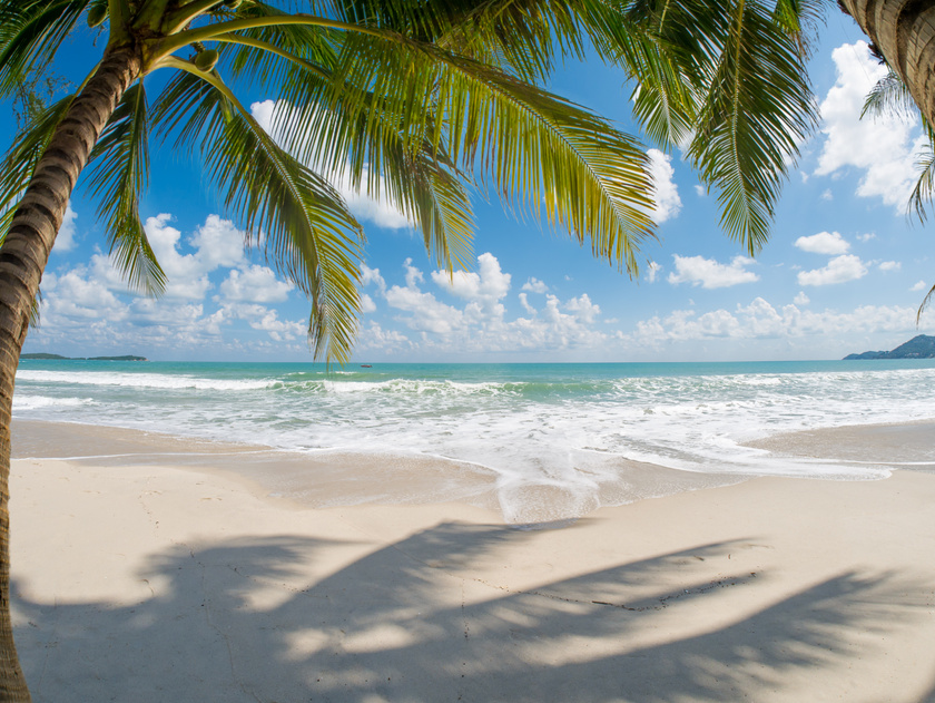 Playa con palmeras y mar