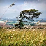 Árbol inclinado por el viento en un campo.