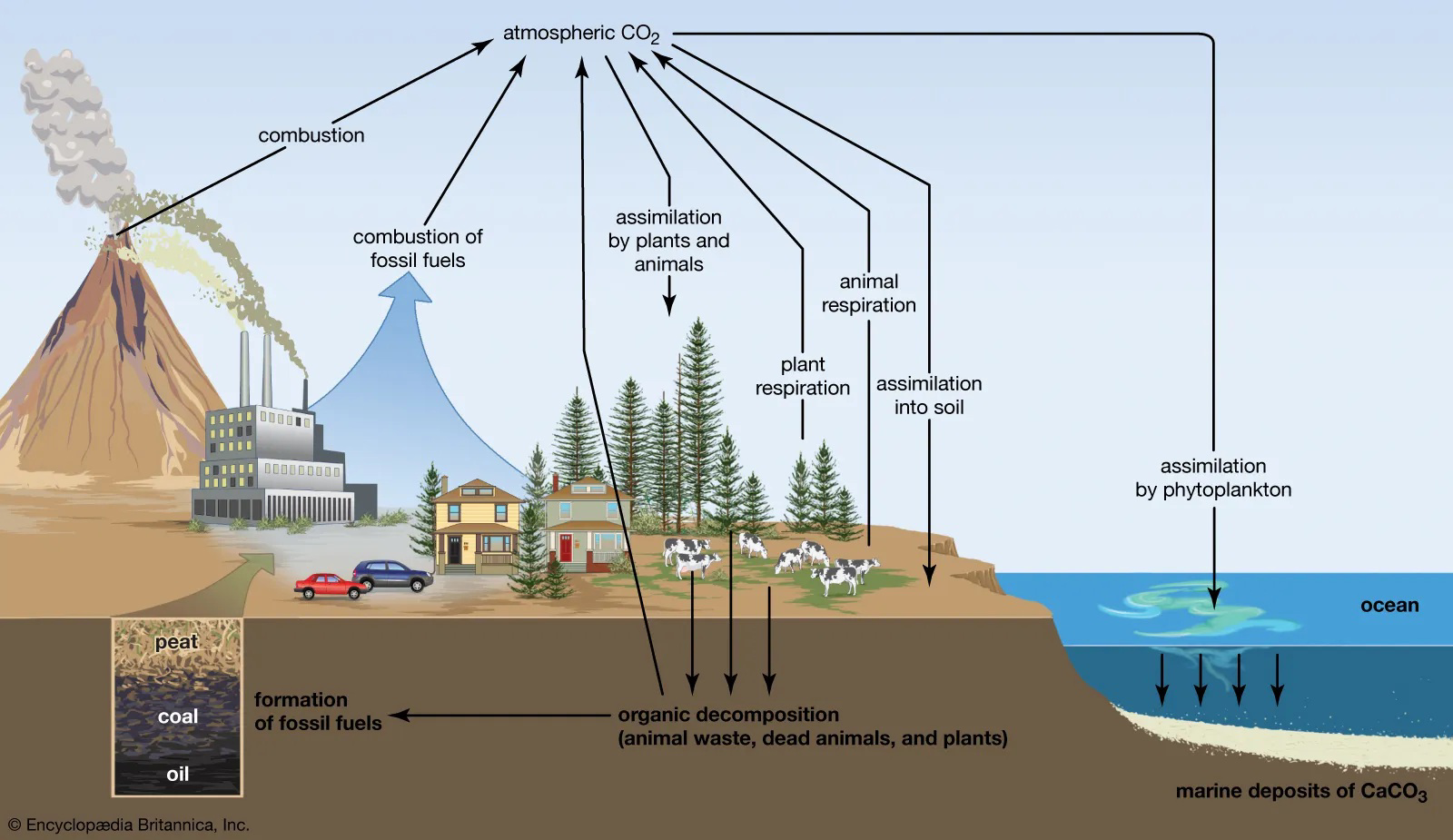 Diagram showing carbon cycle processes, fossil fuel combustion, and carbon storage in rocks and oceans
