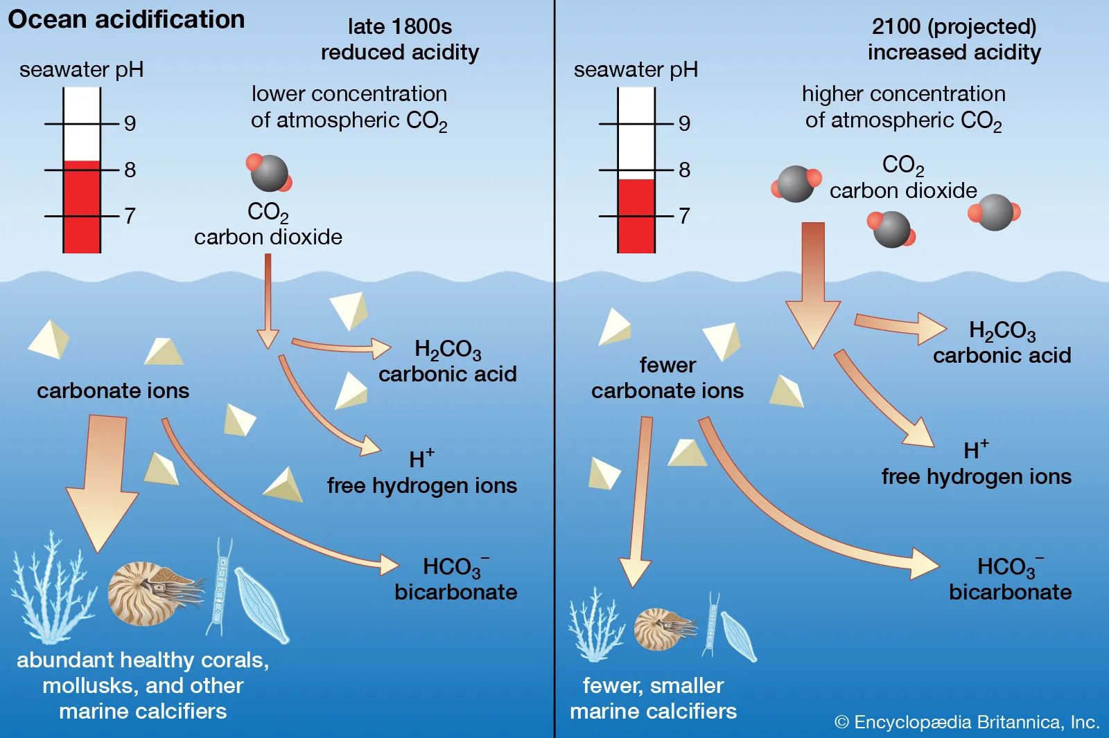 Diagram comparing ocean acidity in the late 1800s with projected conditions in 2100, including seawater pH, carbonate ions, hydrogen ions, and marine calcifiers.