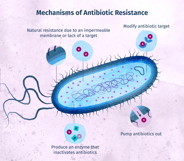 null Mechanisms of antibiotic resistance diagram
