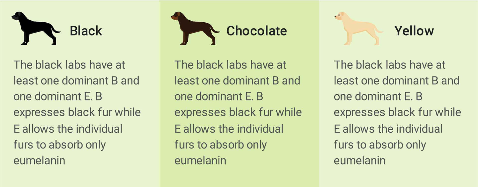 Diagram showing coat colors Black, Chocolate, and Yellow in Labradors with explanatory text about dominant B and E alleles and eumelanin.