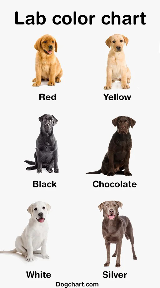 Lab color chart showing Labrador retriever coat colors: red, yellow, black, chocolate, white, and silver.