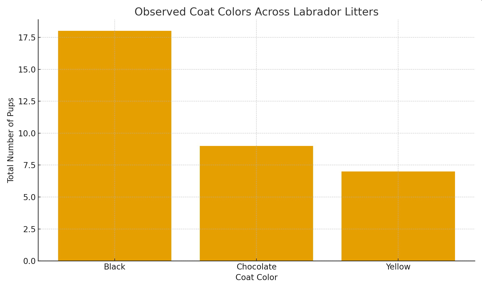 Observed coat colors across Labrador litters
