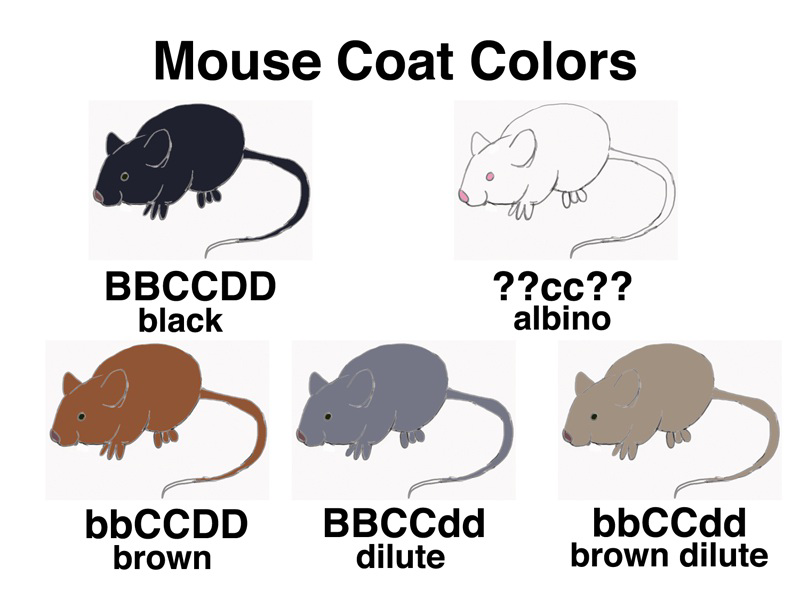Diagram labeled Mouse Coat Colors showing black, albino, brown, dilute, and brown dilute mice with corresponding genotypes.