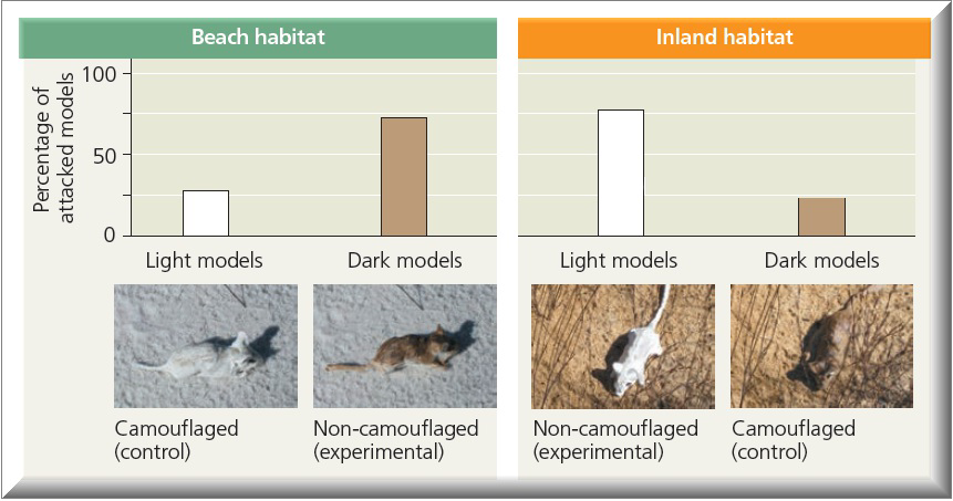 Bar graphs comparing percentage of attacked mouse models in beach and inland habitats, with photos of camouflaged and non-camouflaged models.